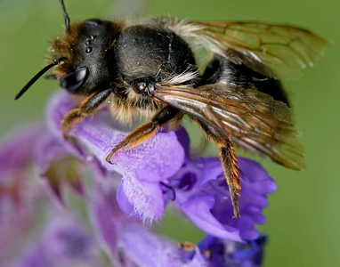 Owady zapylające – jak im pomóc?